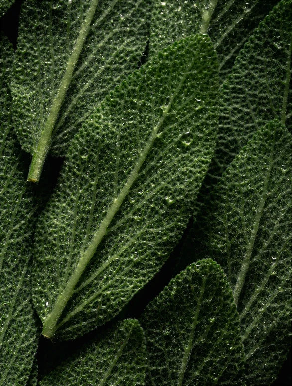 Brume visage prébiotique microbiote